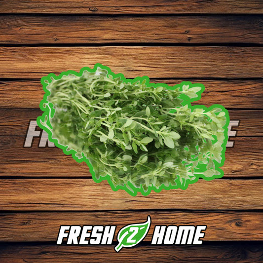 Lemon Thyme (100g)